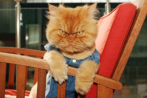 Garfi Garfi животные, звёзды, интернет, коты, юмор