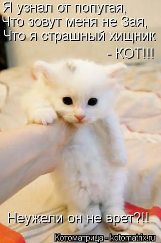 Неужели картинки прикольные