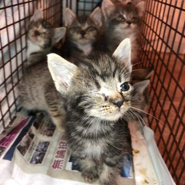 помощь котенку котенок с больным глазом