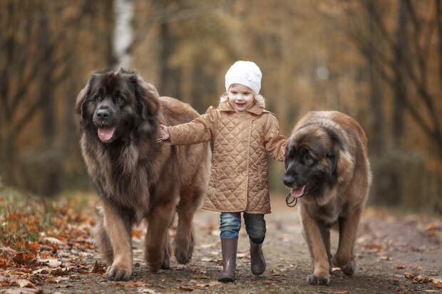 Энди Селиверстов фотографии детей и их больших собаках 13