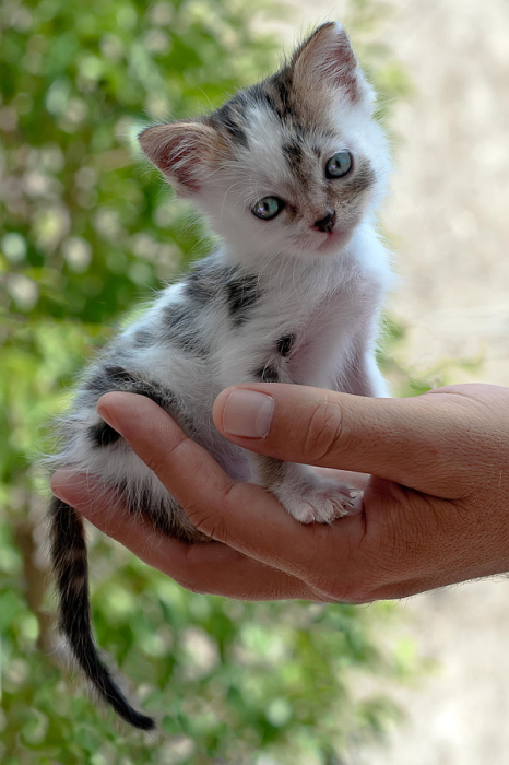 25 маленьких котят, которые согреют ваше сердце!