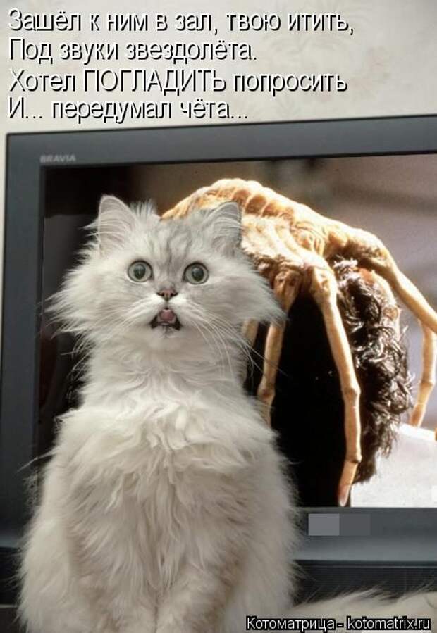 Лучшие котоматрицы недели (50 фото)