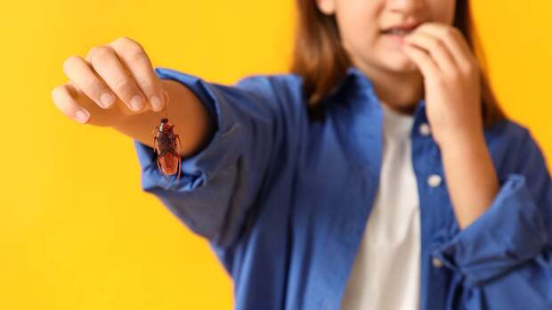 Сахаром не обманешь: какие бывают тараканы и почему от них так трудно избавиться