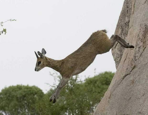 Антилопа-прыгун: Милота в +50 градусов жары. Крошечная антилопа с «проволкой» вместо шерсти и странными копытами