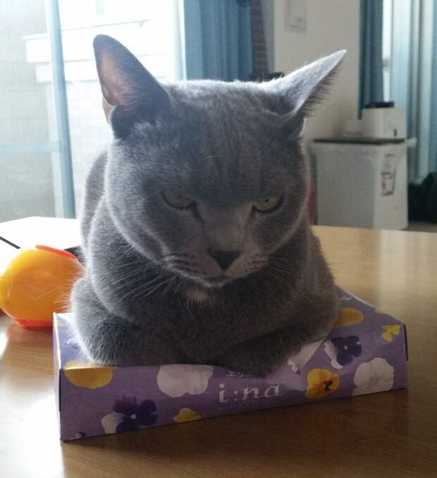 Без кота и жизнь не та