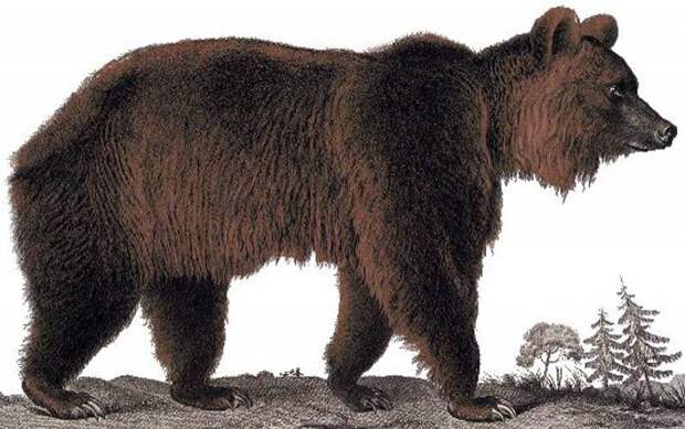 Бурый атласский медведь: описание и особенности