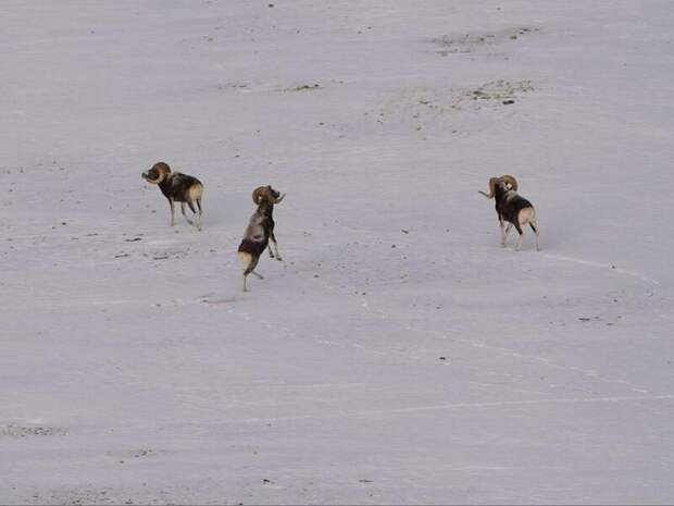 Бараны аргали / Фото: Алексей Кужлеков