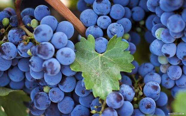 Целебные свойства виноградной лозы