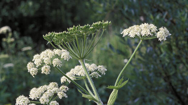 Адвокат Кузнецов рассказал о штрафах за наличие запрещённых растений на даче