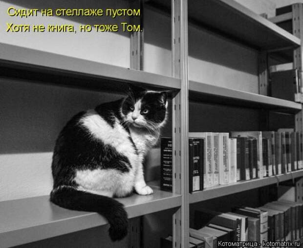 Лучшие котоматрицы недели (50 фото)