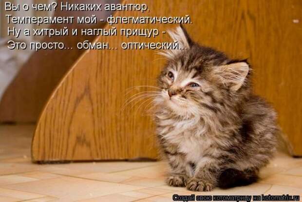 фотографий животных с подписями (50 фото)