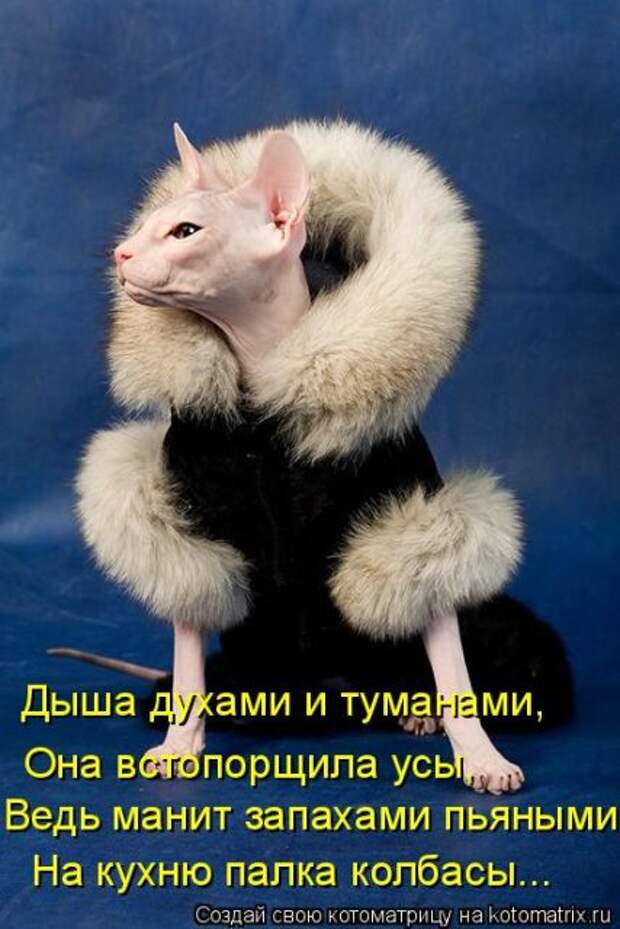 Лучшие котоматрицы недели (50 фото)