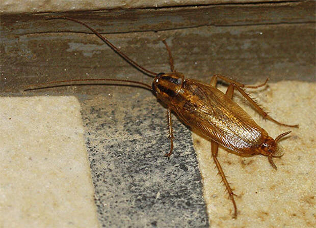 Хотя тараканы в доме и не трогают непосредственно человека, но могут быть источником различных инфекций