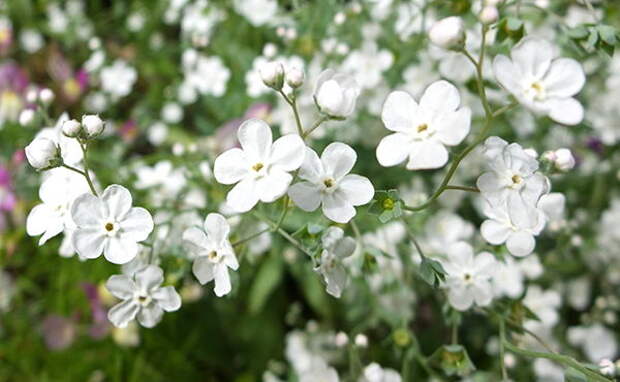 Пупочник белый Omphalodes linifolia