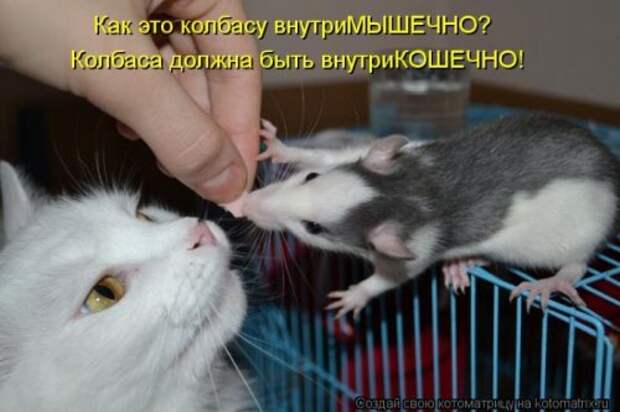 Веселая котоматрица за неделю (28 шт)
