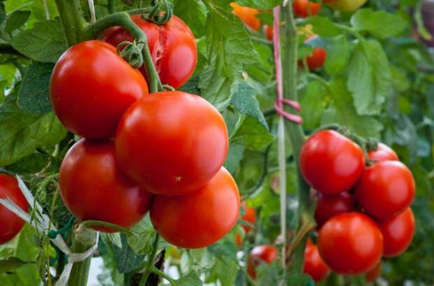 В теплице из поликарбоната достаточно легко можно получить урожай красных томатов, что обусловлено оптимальным температурным режимом