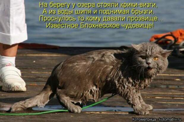 Котоматрицы(картинки с надписями)