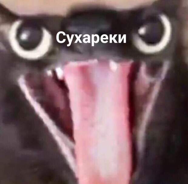 сухареки мем с котом