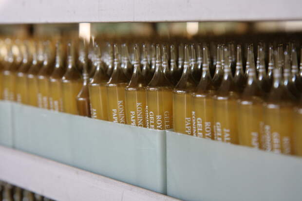 Laboratoires_Arkopharma_-_Ampoules