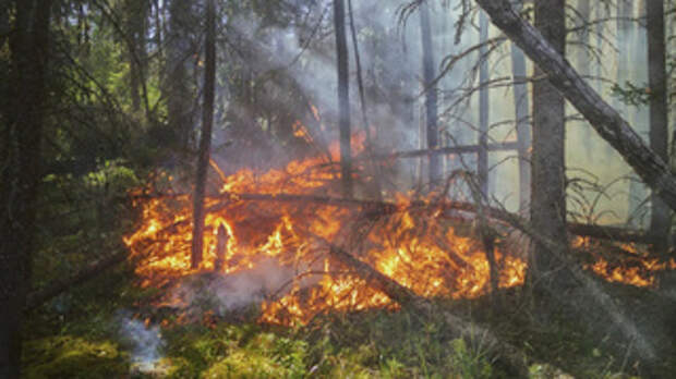 14 спасателей погибли при тушении огромного лесного пожара возле Алтайского края