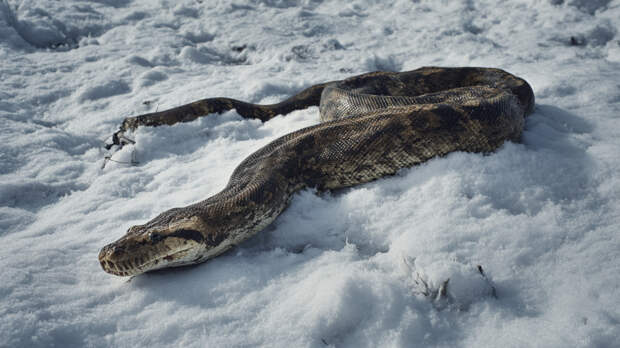 Крупного мертвого питона нашли в сугробе возле школы в подмосковных Химках