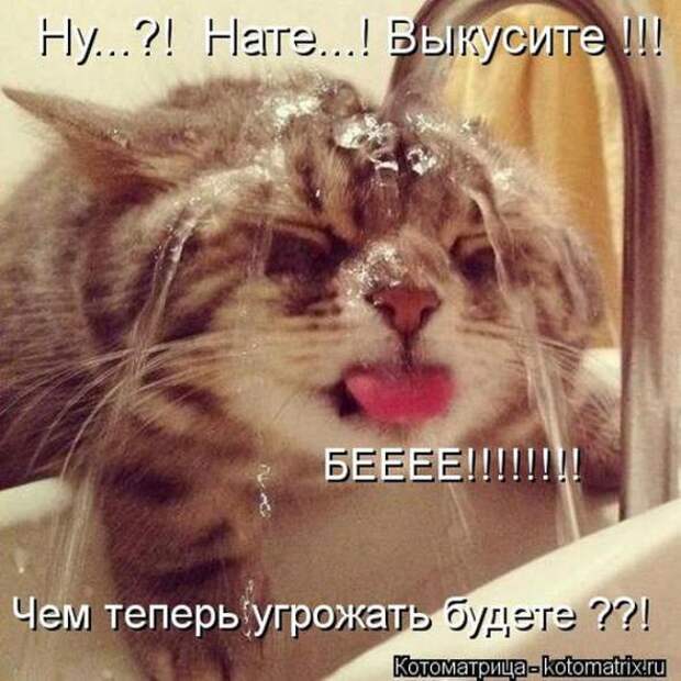 Котоматрицы(картинки с надписями)