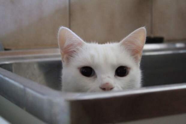 Неправильные коты  вода, кот