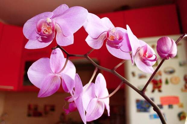 Орхидея, цветок, комнатное растение
