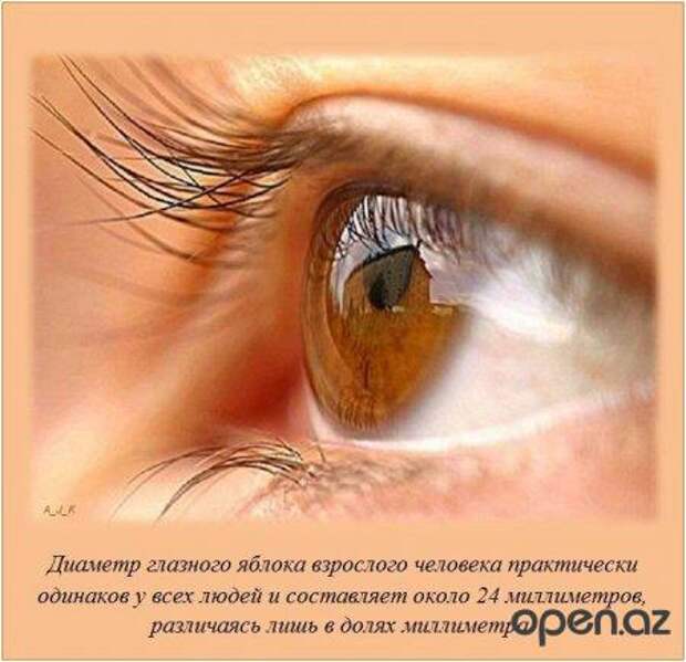 В картинках интересные факты.