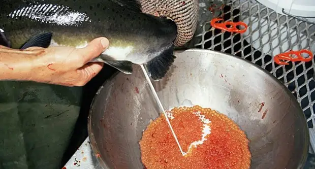 https://www.naturepl.com/stock-photo-volunteer-mixing-eggs-and-sperm-of-pink-salmon-canada-oncorhynchus-nature-image.html