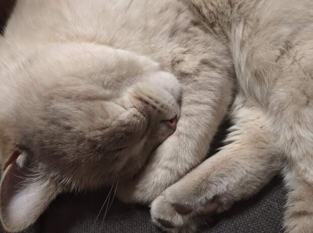 спящий кот