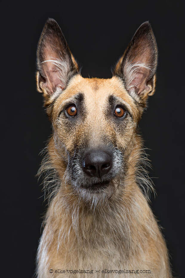 dogs-questioning-the-photographers-sanity-4__605