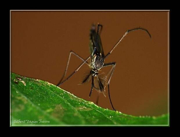 Малярийные комары или анофелесы (лат. Anopheles) (англ. Malaria mosquito)