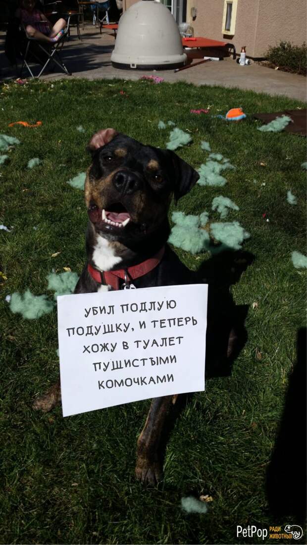 3. 3. забавно, забавные животные, истории, питомцы, собаки, фото, хозяева