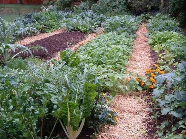 Органическое земледелие, пермакультура: 5 способов сделать почву мягкой и плодородной
