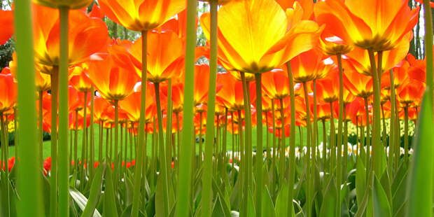 tulips32 Самые яркие тюльпаны со всего света