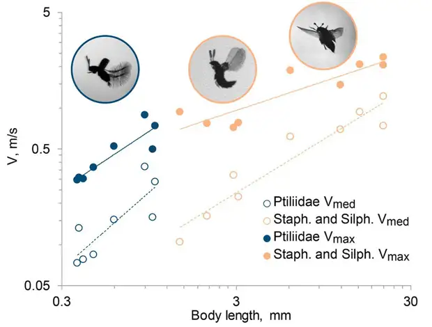 Находка для инженера: как особая техника полёта жуков-перокрылок может использоваться в робототехнике