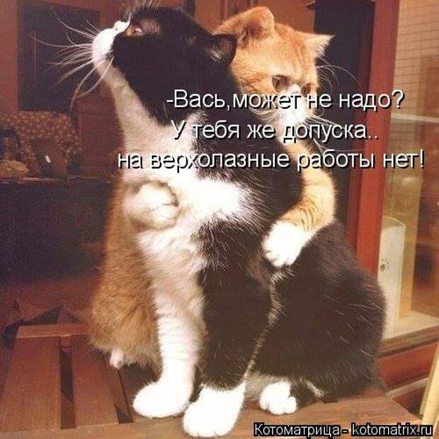 Свежая котоматрица (20 фото)