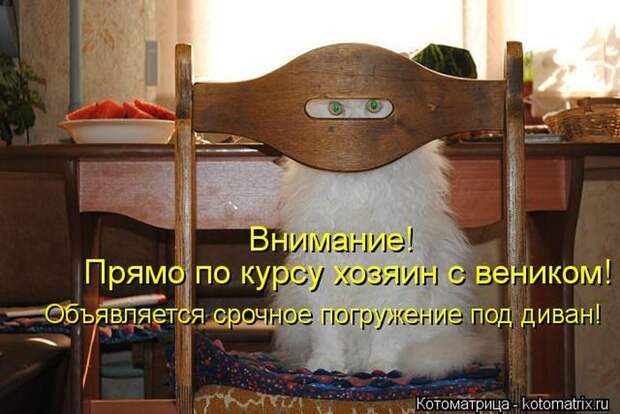 Лучшие котоматрицы недели