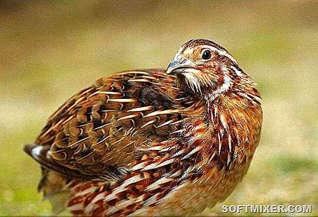 quail-breeding