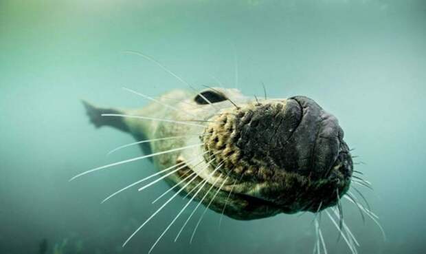 Тюлени в фотографиях Адама Хэнлона