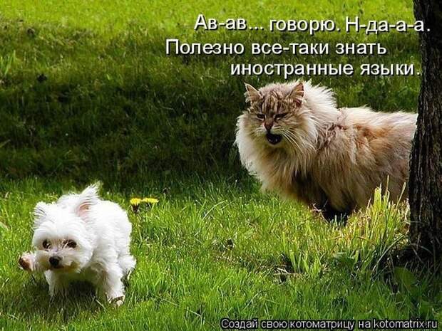 Лучшие котоматрицы недели