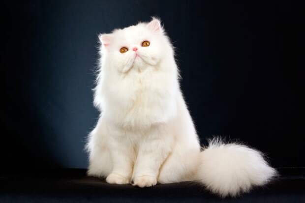 persian_cat.jpg persian_cat.jpg