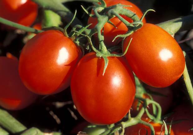 Определяем, чего не хватает вашим томатам и чем их подкормить