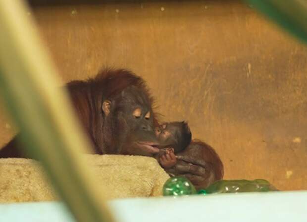 Детёнышу семьи орангутанов Бату и Мишель выбирают имя в Новосибирске
