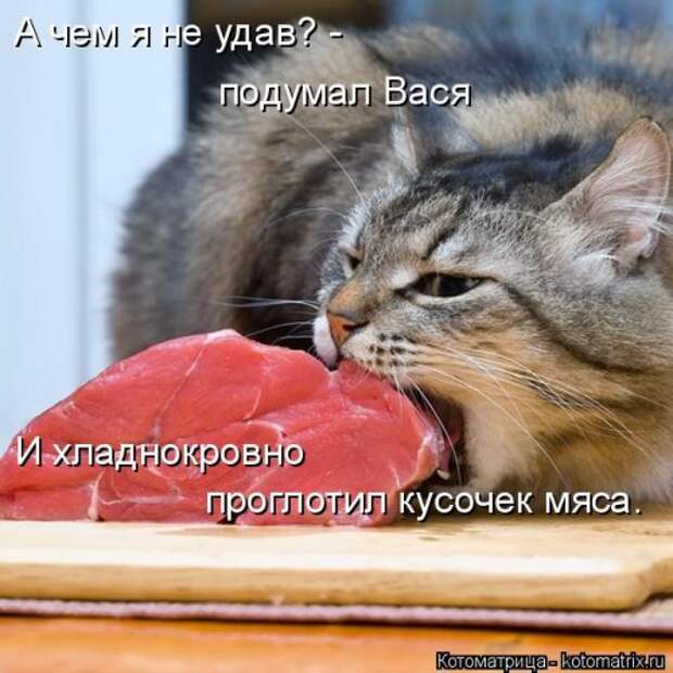 Новая котоматрица на Бугаге (38 фото)