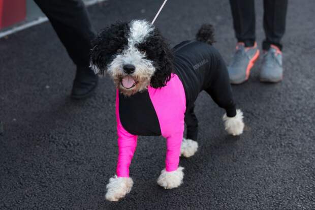 Выставка собак Crufts Dog Show 2019 проходит в Великобритании