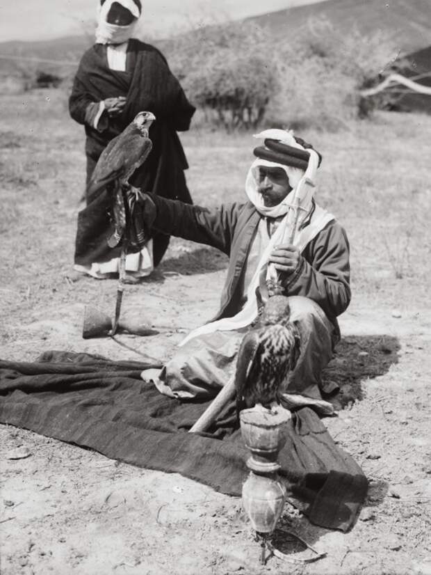 Бедуины использовали птиц для охоты в пустыне, чтобы дополнять свой рацион мясом.