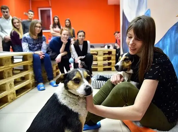 В Новосибирске открылось кафе «Dog House», где живут бездомные собаки