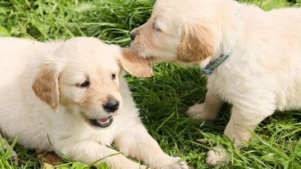 Жесть, которая творится во время щенячьих игр, человеку даже не снилась! Фото Chiemsee2024/Pixabay